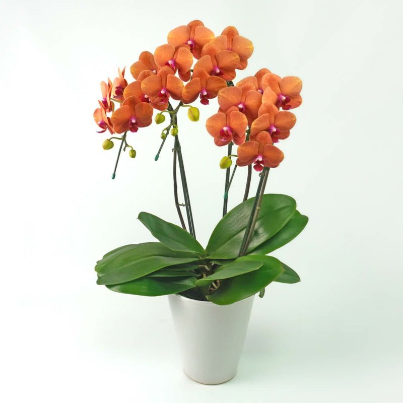 胡蝶蘭 ダイソン Dyson Airwrap i.d.™マルチスタイラー&ドライヤー ビンカブルー