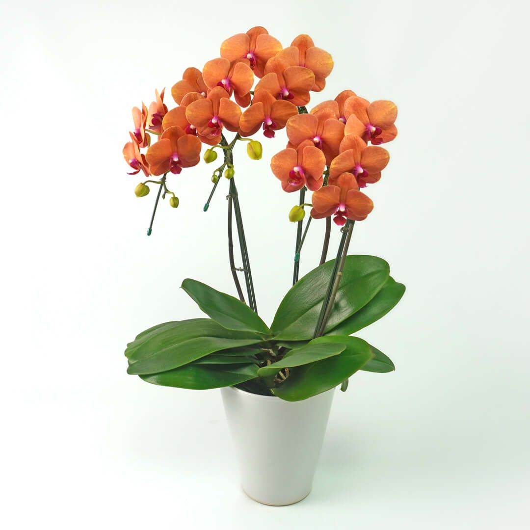 ミディ胡蝶蘭＜サーフソング＞（中輪・オレンジ・3本立）