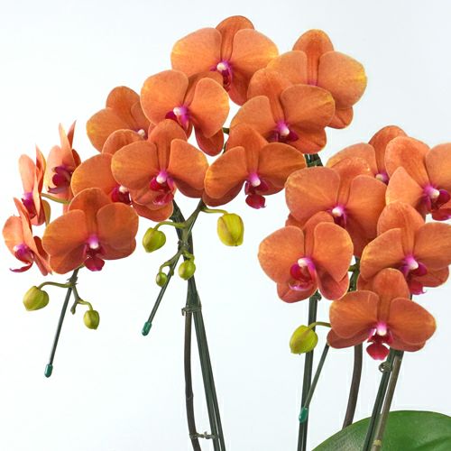 ミディ胡蝶蘭＜サーフソング＞（中輪・オレンジ・3本立）