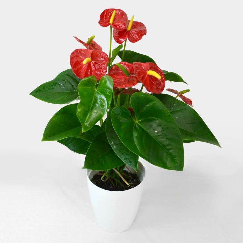 アンスリウム（赤）