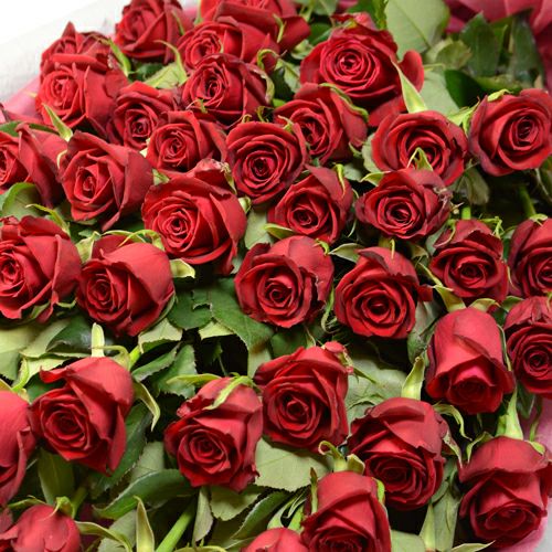 50本の赤いバラの花束
