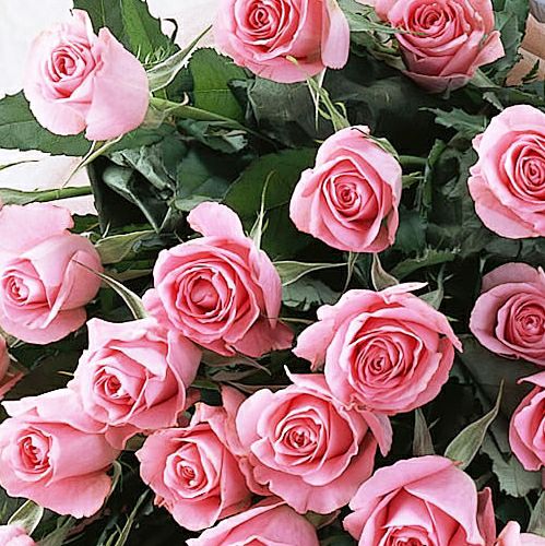 ピンクのバラの花束(大輪30本）