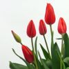 チューリップ赤　鉢花
