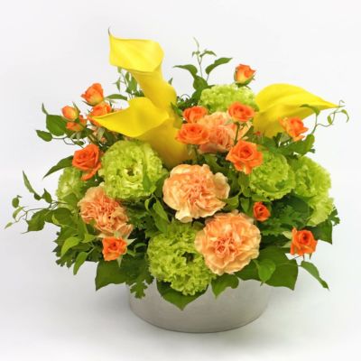 母の日蘭鉢ミディ胡蝶蘭＜マザーチーク＞（中輪・淡いベージュ・5本立