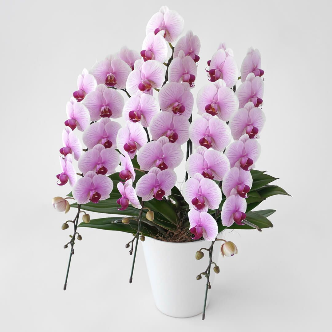 ミディ胡蝶蘭（中輪・ピンク・３本立）