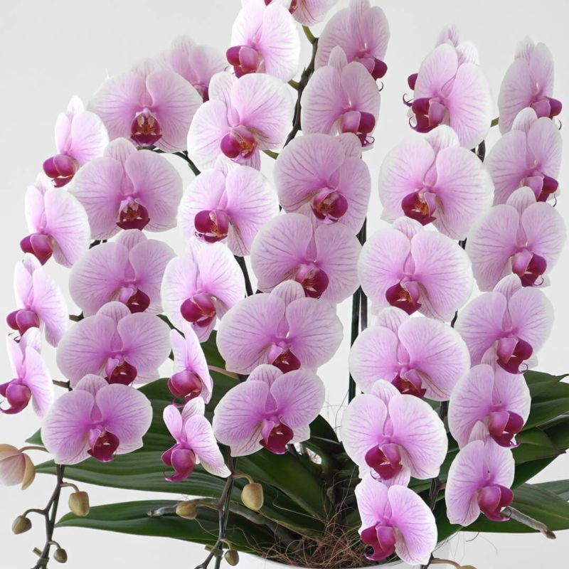 ミディ胡蝶蘭（中輪・ピンク・３本立）