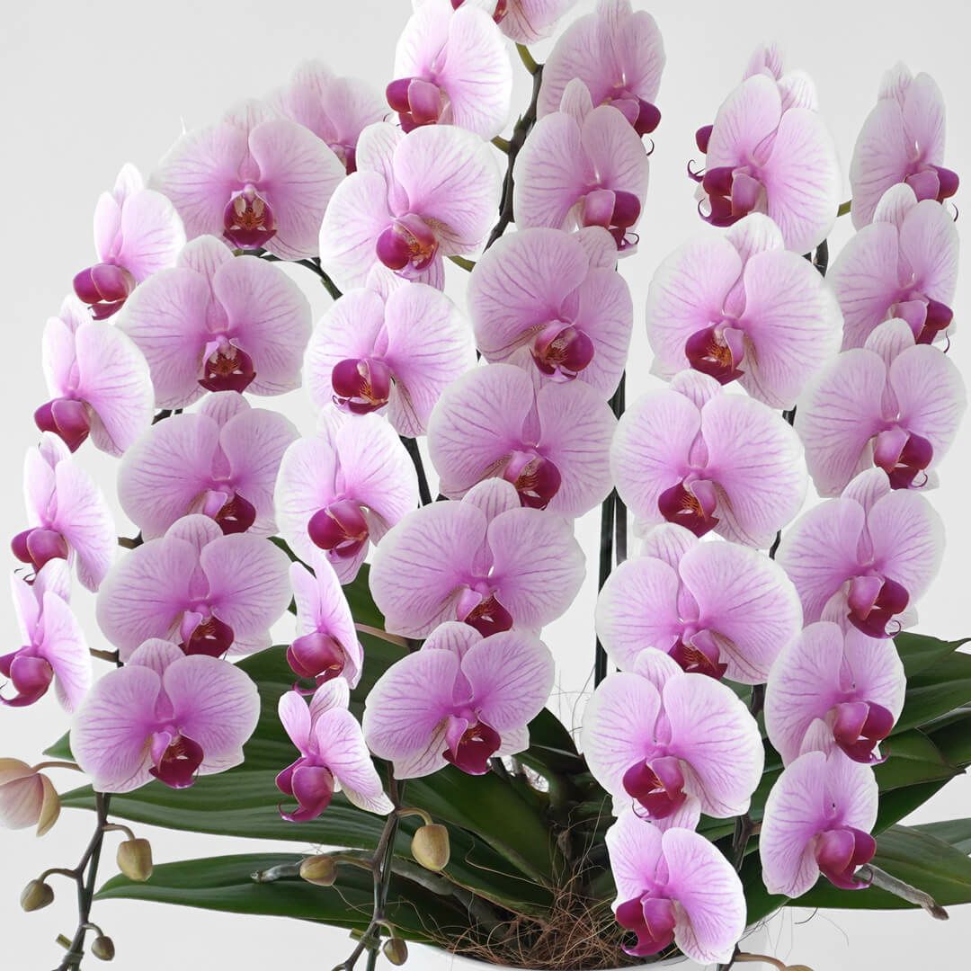 ミディ胡蝶蘭（中輪・ピンク・３本立）