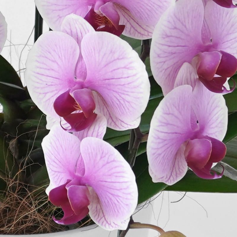 user_1242a77b　ミディ胡蝶蘭　胡蝶蘭　ファレノプシス　3種 鉢物 胡蝶蘭 ミディ 3本立（ファレノプシス） ミディ胡蝶蘭 ピンク 3