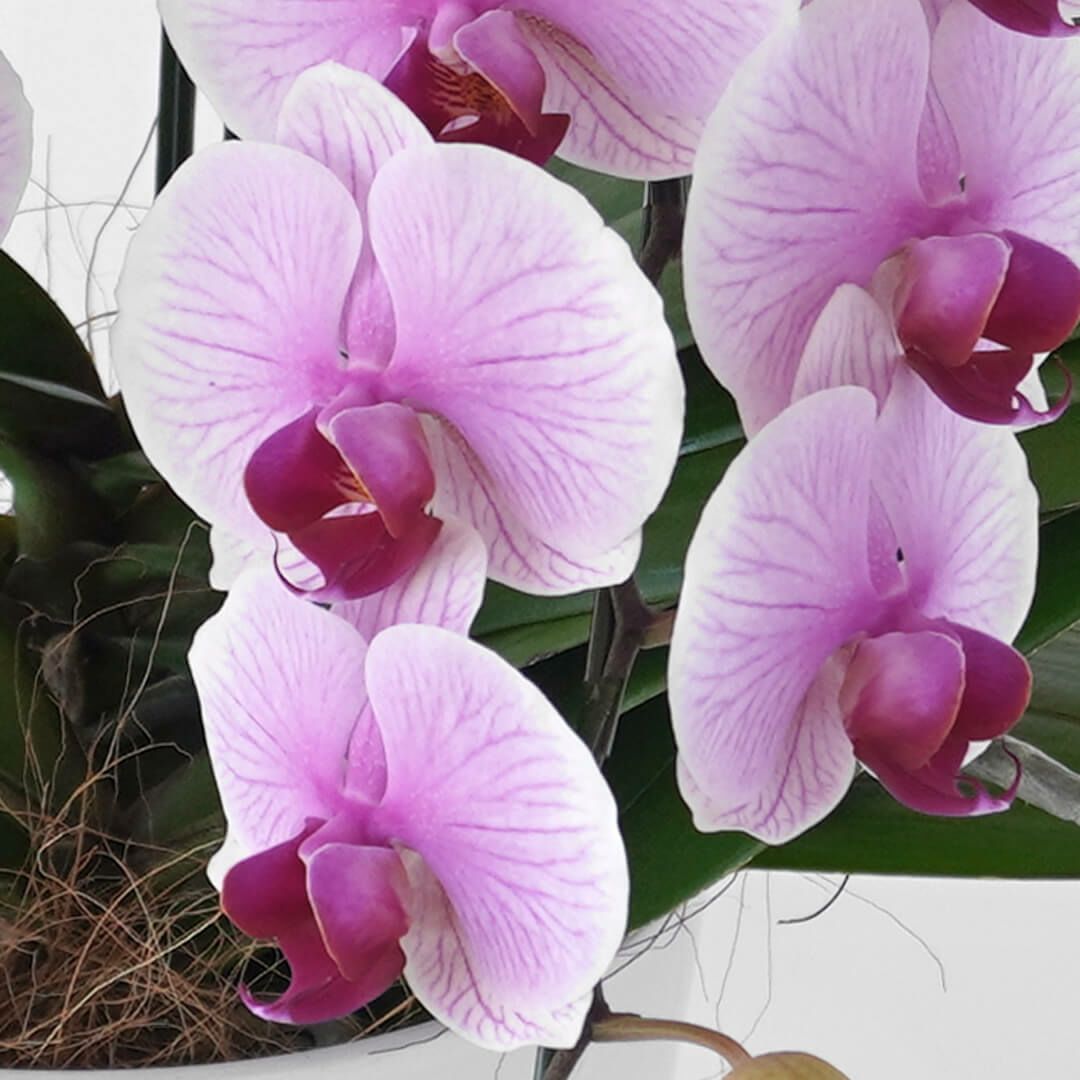 ミディ胡蝶蘭（中輪・ピンク・３本立）