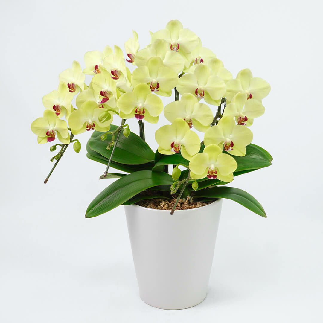 淡い黄色のミディ胡蝶蘭＜フォーチュンザルツマン＞3本立ち