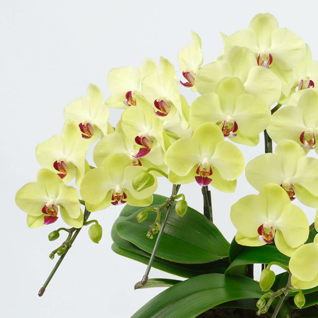 淡い黄色のミディ胡蝶蘭＜フォーチュンザルツマン＞3本立ち