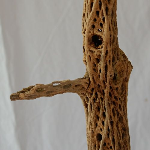 チョラ（乾燥したサボテン　サンドブラスト加工）