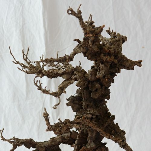 ドライ加工した錦松