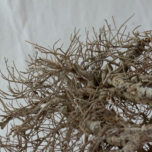 ドライ加工したハマシタン