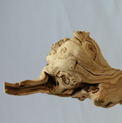 ドライ加工したブドウの根