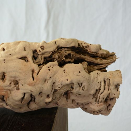 ドライ加工したブドウの根