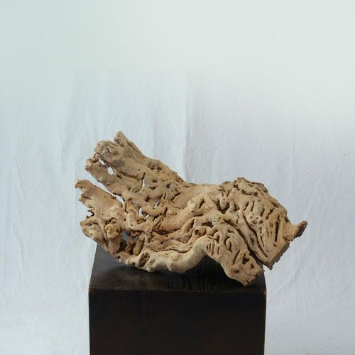 ドライ加工したブドウの根