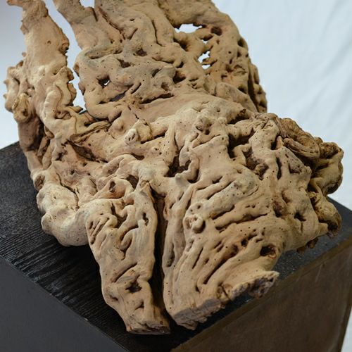 ドライ加工したブドウの根