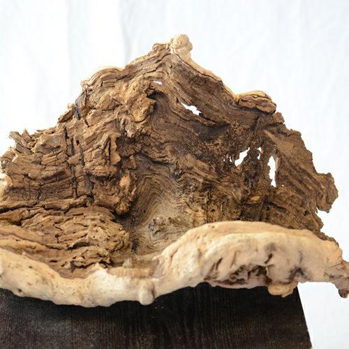 ドライ加工したブドウの根