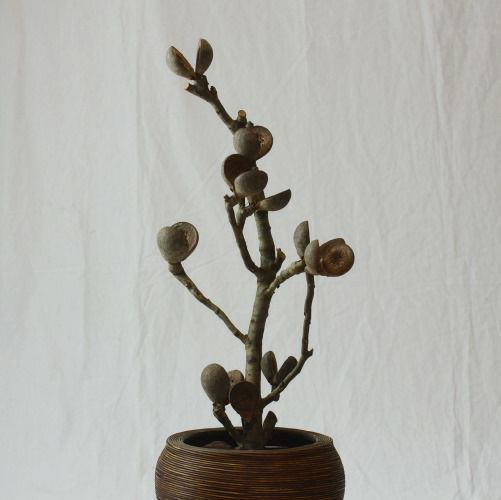 ドライ加工したネイティブピーチの画像