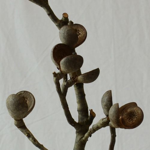 ドライ加工したネイティブピーチの画像