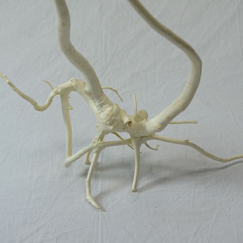 晒しコシアブラ