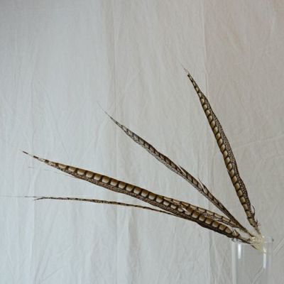 山鳥の羽根