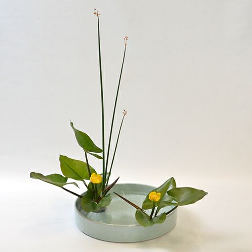 河骨いけばな花材＜太藺・河骨二株＞