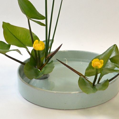 河骨いけばな花材＜太藺・河骨二株＞