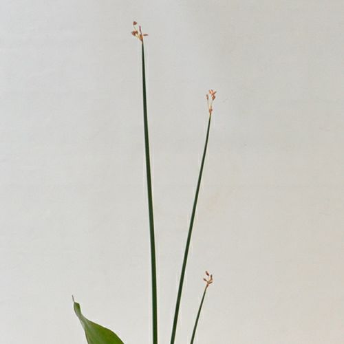 河骨いけばな花材＜太藺・河骨二株＞