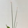 河骨いけばな花材＜太藺・河骨二株＞