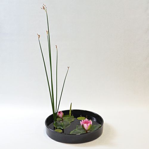 睡蓮いけばな花材＜太藺・睡蓮二株＞