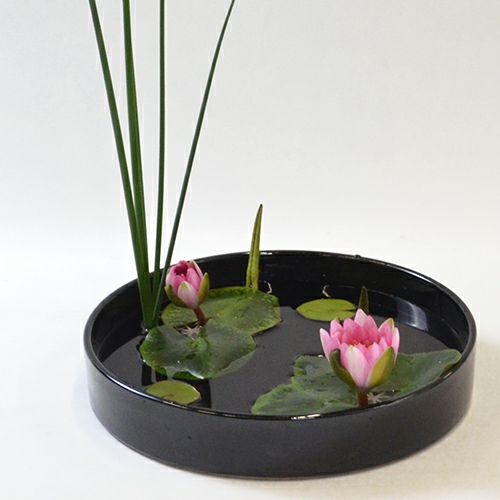 睡蓮いけばな花材＜太藺・睡蓮二株＞