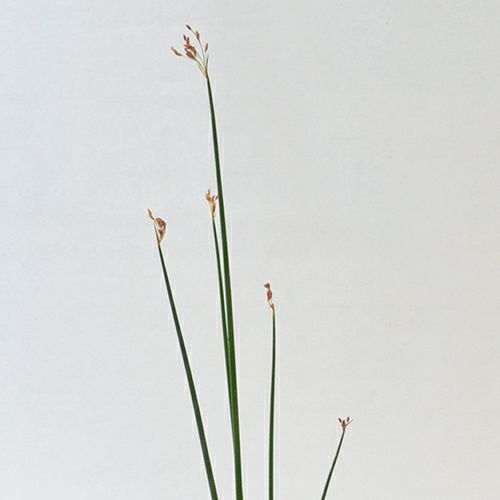 睡蓮いけばな花材＜太藺・睡蓮二株＞