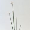 睡蓮いけばな花材＜太藺・睡蓮二株＞