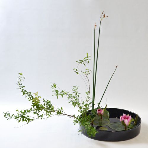 河骨・睡蓮いけばな花材＜雪柳・太藺・睡蓮二株＞