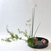 河骨・睡蓮いけばな花材＜雪柳・太藺・睡蓮二株＞