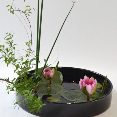 河骨・睡蓮いけばな花材＜雪柳・太藺・睡蓮二株＞
