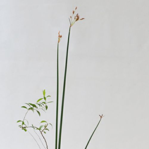 河骨・睡蓮いけばな花材＜雪柳・太藺・睡蓮二株＞