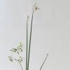 河骨・睡蓮いけばな花材＜雪柳・太藺・睡蓮二株＞