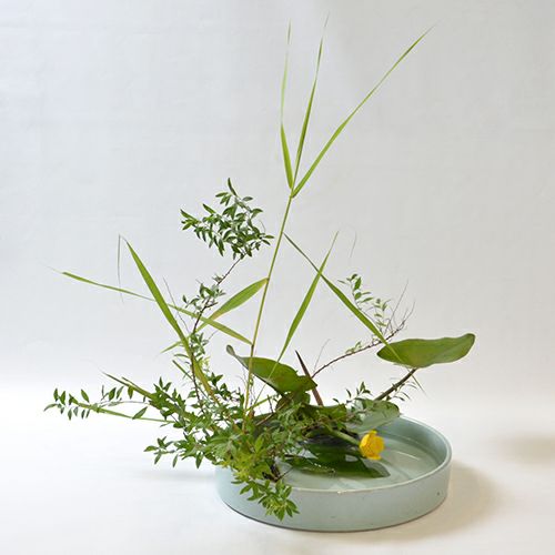 河骨いけばな花材＜河骨・雪柳・葦＞