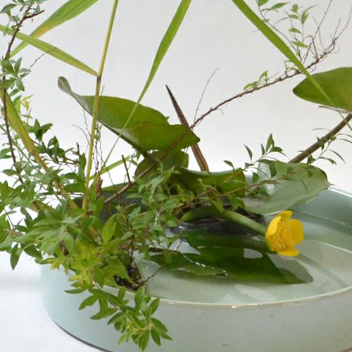 河骨いけばな花材＜河骨・雪柳・葦＞