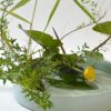 河骨いけばな花材＜河骨・雪柳・葦＞