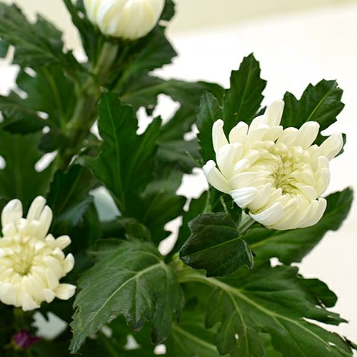菊いけばな花材　<黄色五輪・赤三輪・白三輪>
