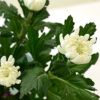 菊いけばな花材　<黄色五輪・赤三輪・白三輪>