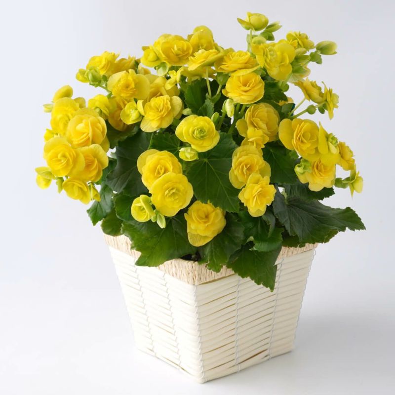 ベゴニア（黄色）の花鉢