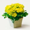 ベゴニア（黄色）の花鉢