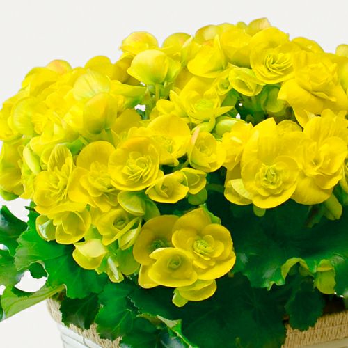 ベゴニア（黄色）の花鉢