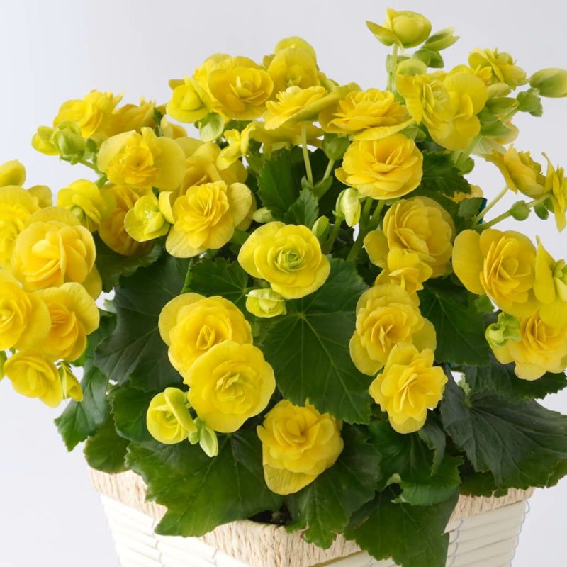 ベゴニア（黄色）の花鉢