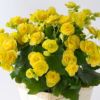 ベゴニア（黄色）の花鉢